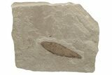 Fossil Leaf - Green River Formation, Utah #237537-1